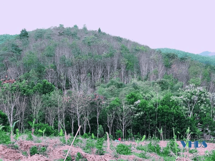 Cây trồng vườn rừng bản thổ