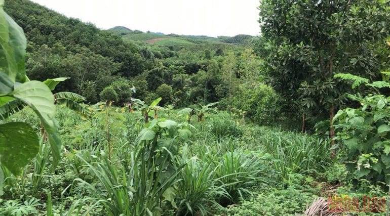 Từ những quả đồi độc canh trơ trụi, bạc phếch, chị Linh đã phủ xanh bằng hơn trăm loại cây đa tầng, đa công dụng.