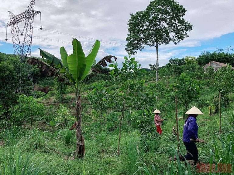 Đồi núi trọc được phủ xanh bằng các loại cây đa tầng, đa công dụng.