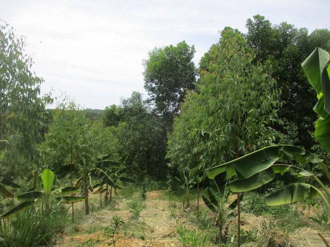 Cây trồng trong vườn rừng.