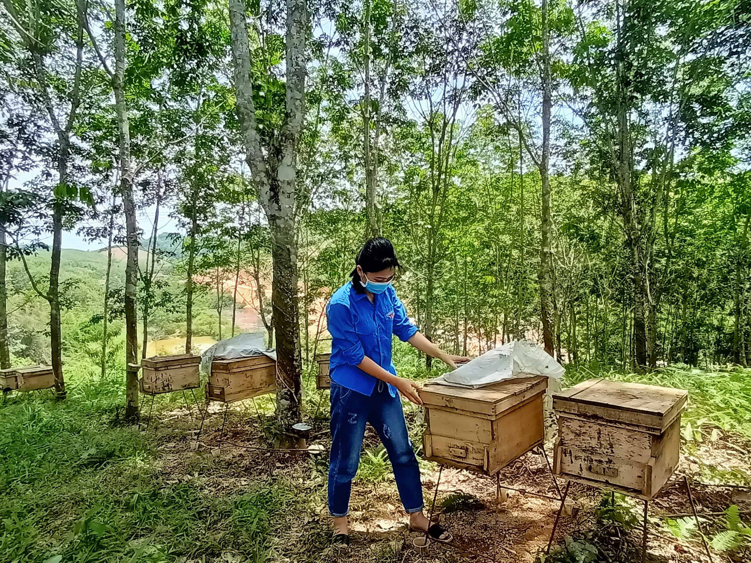 Chị Nguyễn Lê Ngọc Linh kiểm tra thùng nuôi ong trong vườn rừng