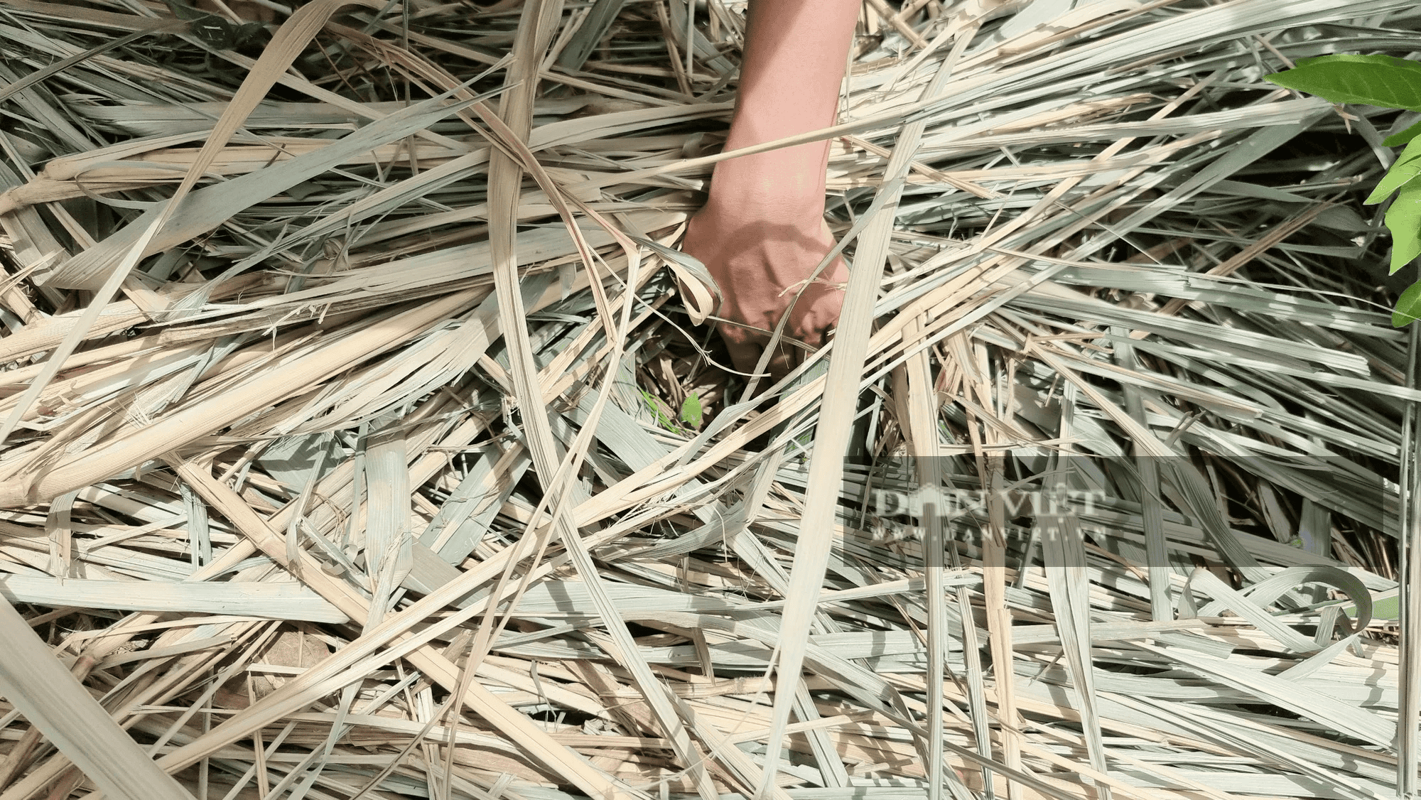 Để tạo độ ẩm và giúp đất luôn tươi xốp, Nguyễn Lê Ngọc Linh đã trồng thêm rất nhiều loại cỏ.