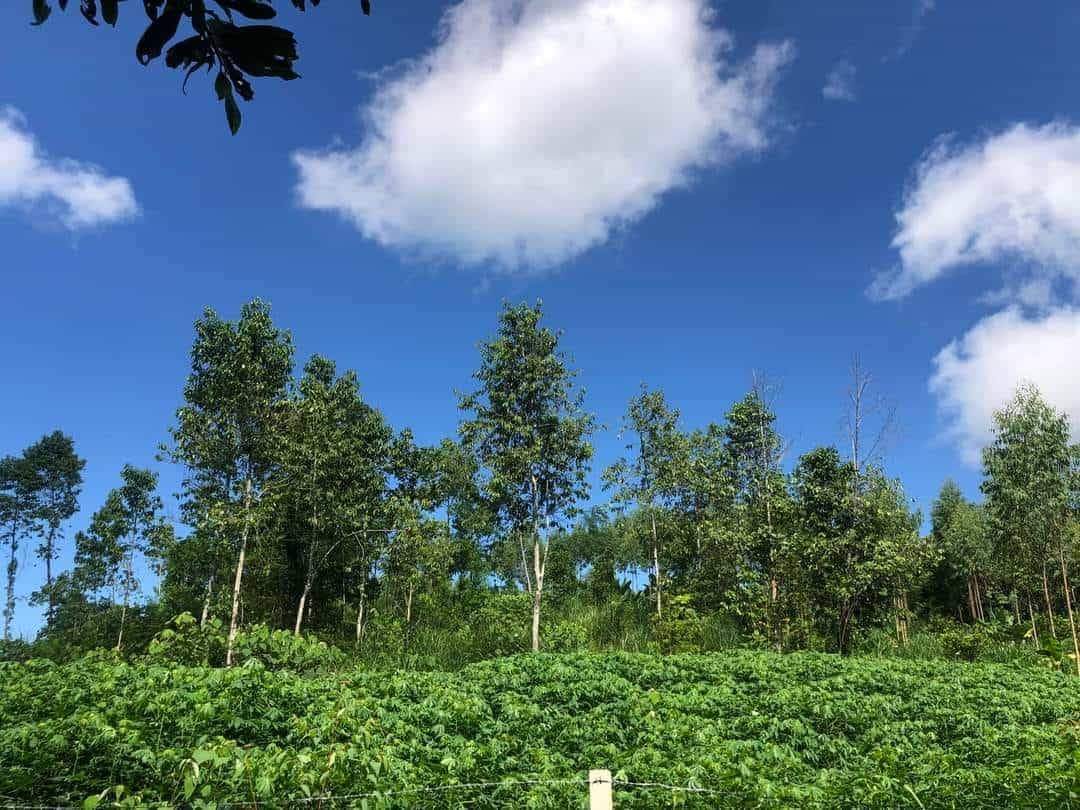 Mô hình "Vườn rừng Bản thổ" của Linh đem lại hiệu quả kinh tế cao