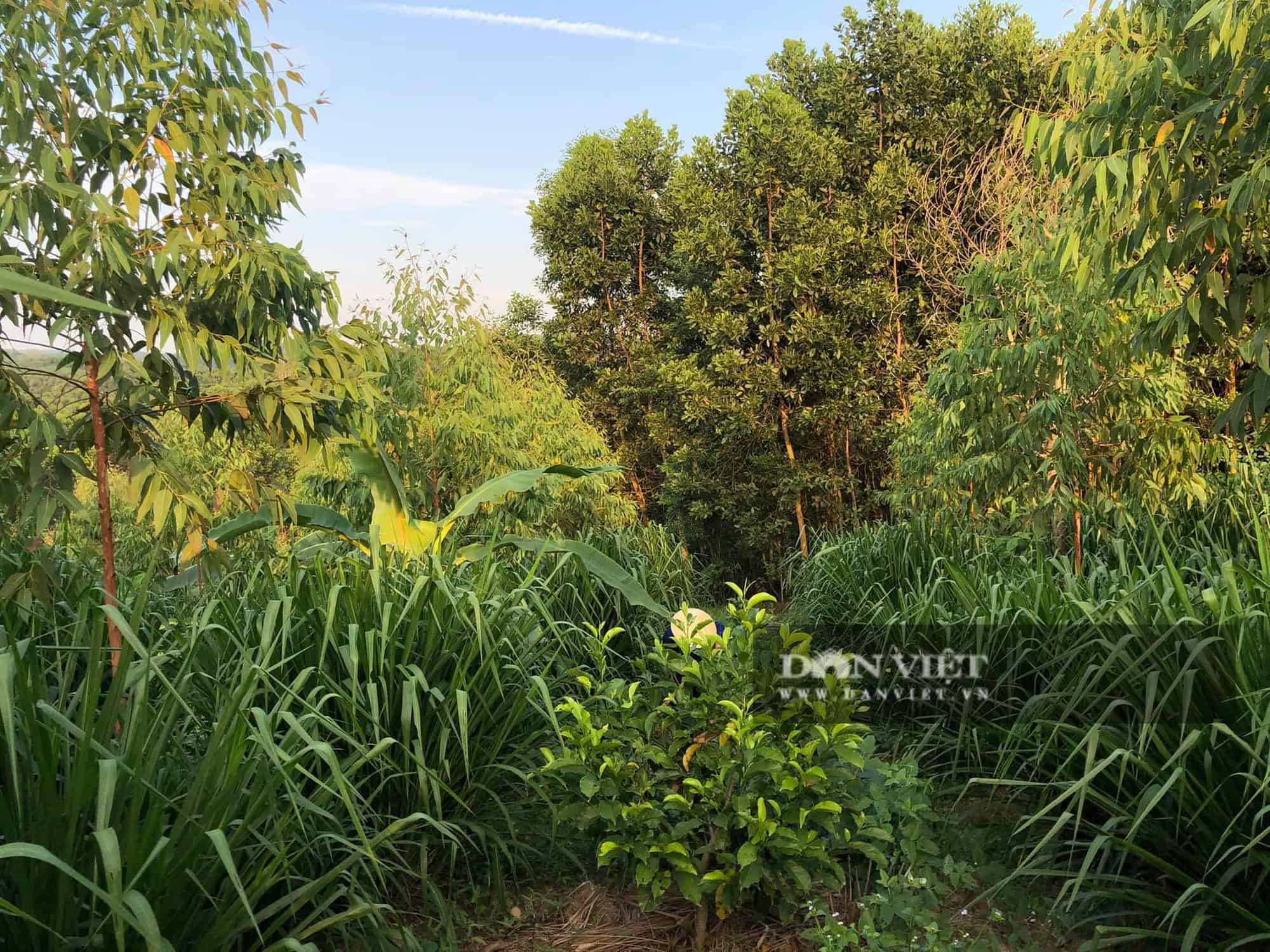 Mô hình vườn rừng bản Thổ của Nguyễn Lê Ngọc Linh hiện đã trồng được 60 loại cây khác nhau