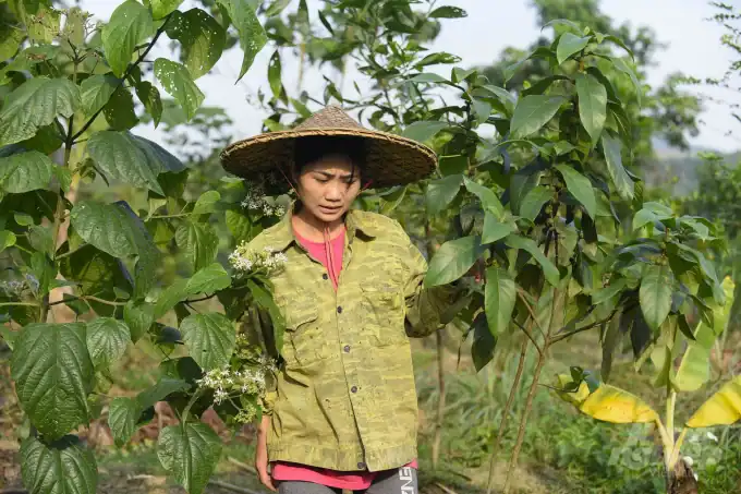 Nguyễn Lê Ngọc Linh và giấc mơ nông nghiệp tuần hoàn