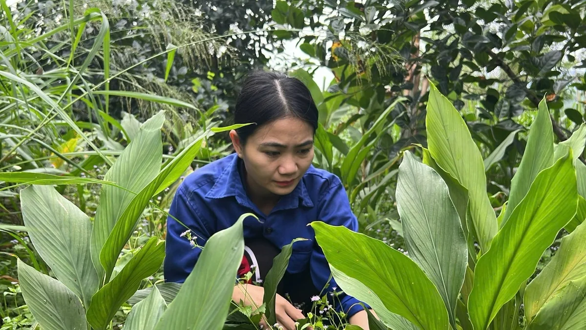Nguyễn Lê Ngọc Linh trồng những cây dược liệu dưới tán rừng.
