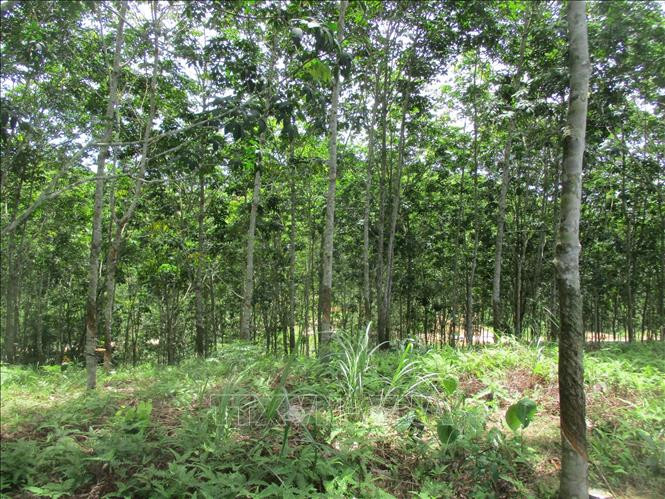 Cây trồng trong vườn rừng. Ảnh: Nguyễn Nam - TTXVN