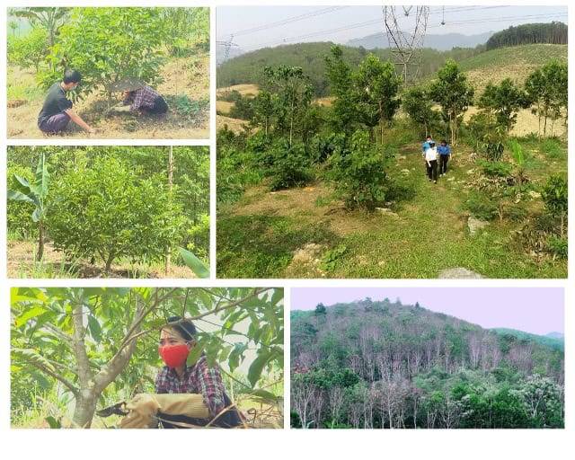 Cây tại vườn rừng Bản Thổ