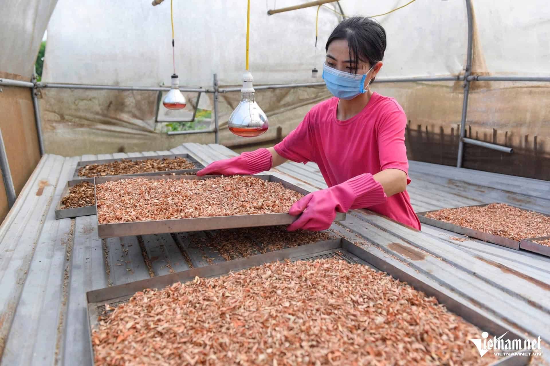 Một trong số loại dược liệu trong khu rừng của cô gái Thổ.