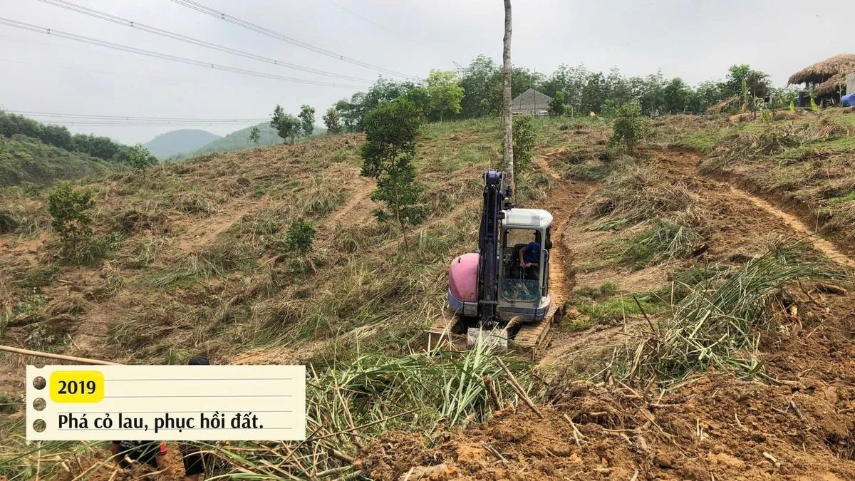Đồi cỏ lau lách được khai hoang để phát triển mô hình trồng dược liệu dưới tán rừng